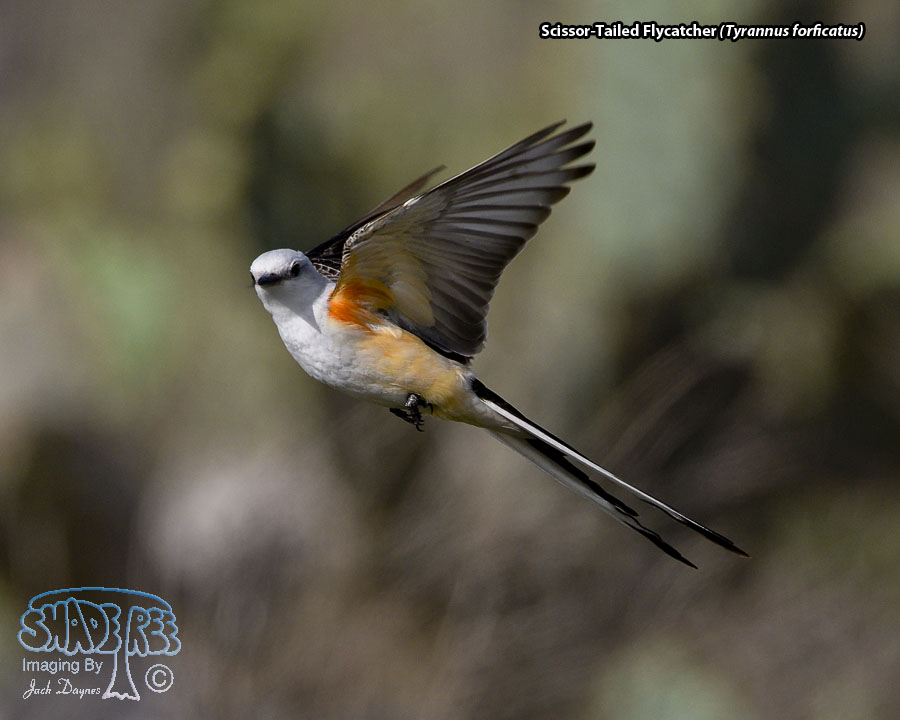 Scissor-Tailed Flycatcher - Tyrannus forficatus