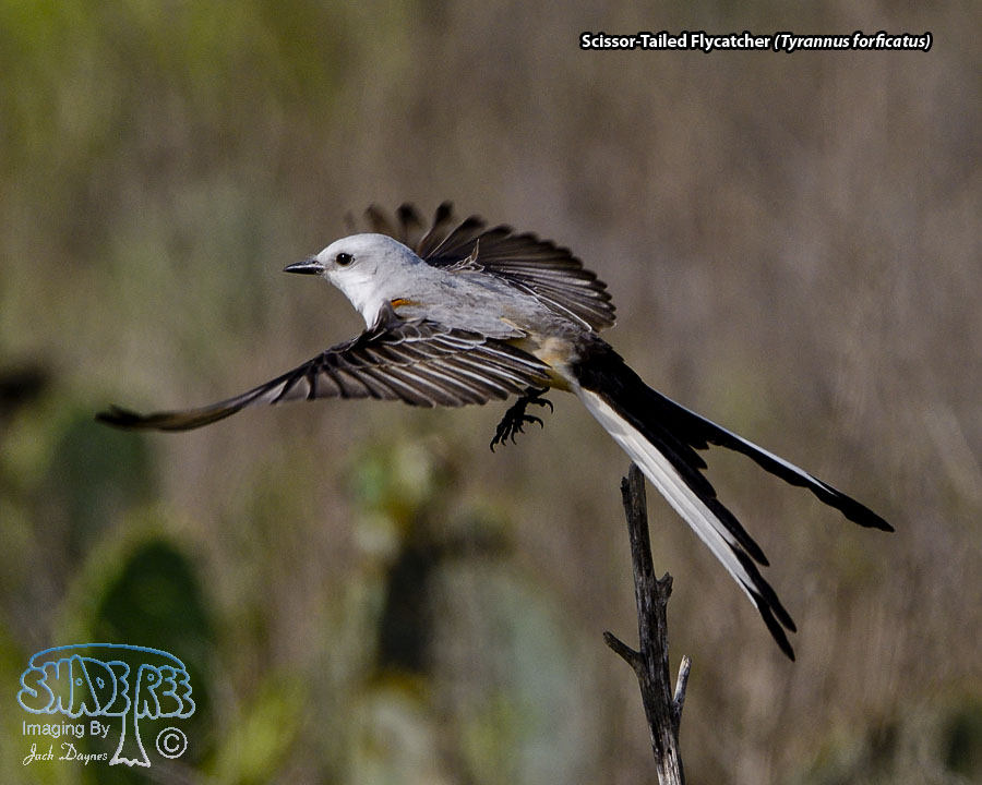 Scissor-Tailed Flycatcher - Tyrannus forficatus