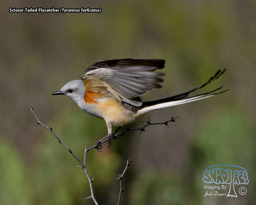 Scissor-Tailed Flycatcher - Tyrannus forficatus