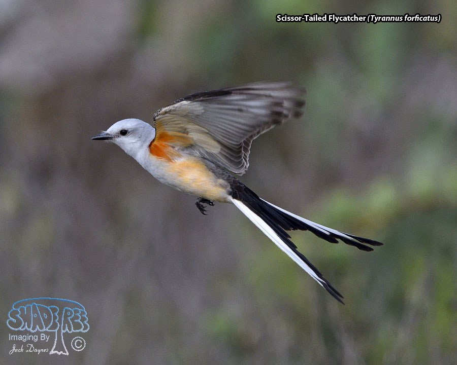 Scissor-Tailed Flycatcher - Tyrannus forficatus