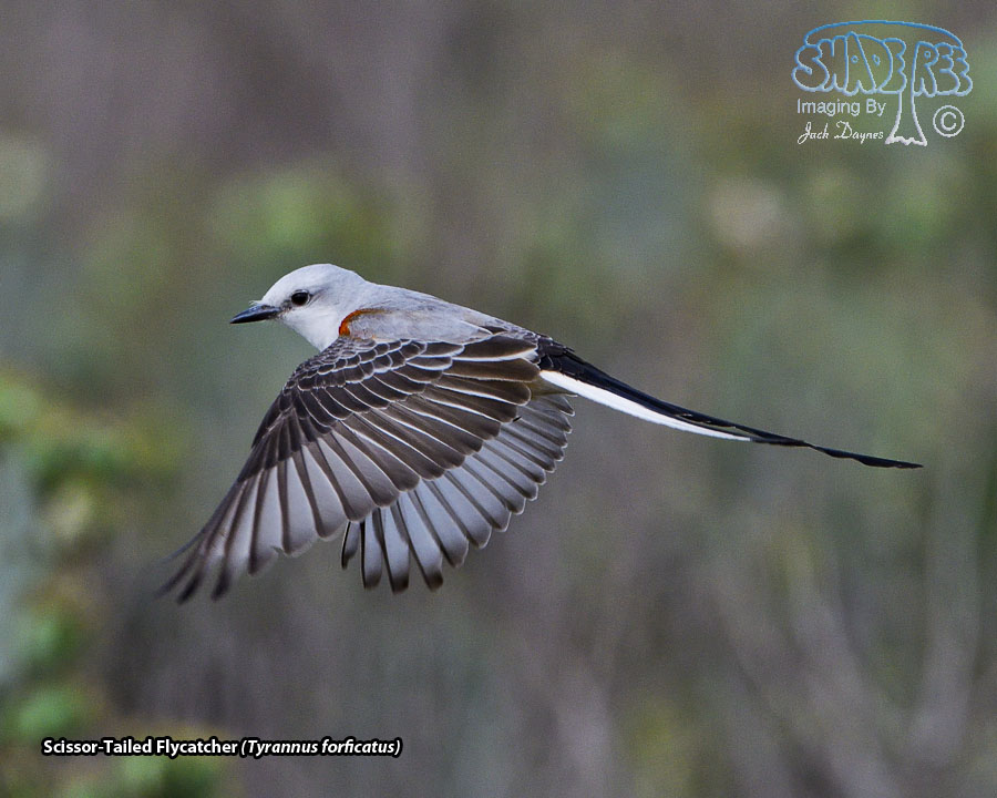 Scissor-Tailed Flycatcher - Tyrannus forficatus