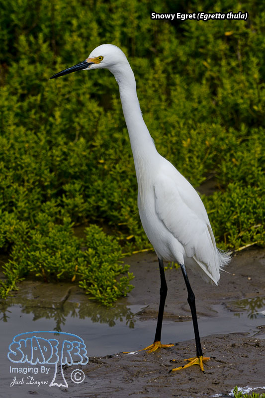 Snowy Egret - Egretta thula