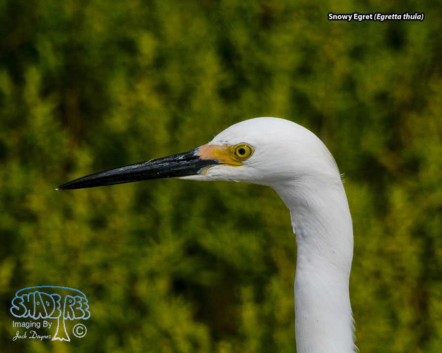 Snowy Egret - Egretta thula