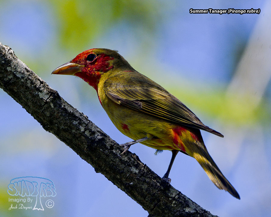 Summer Tanager - Piranga rubra