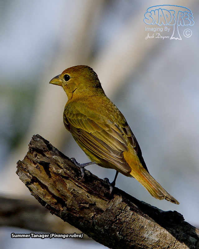 Summer Tanager - Piranga rubra