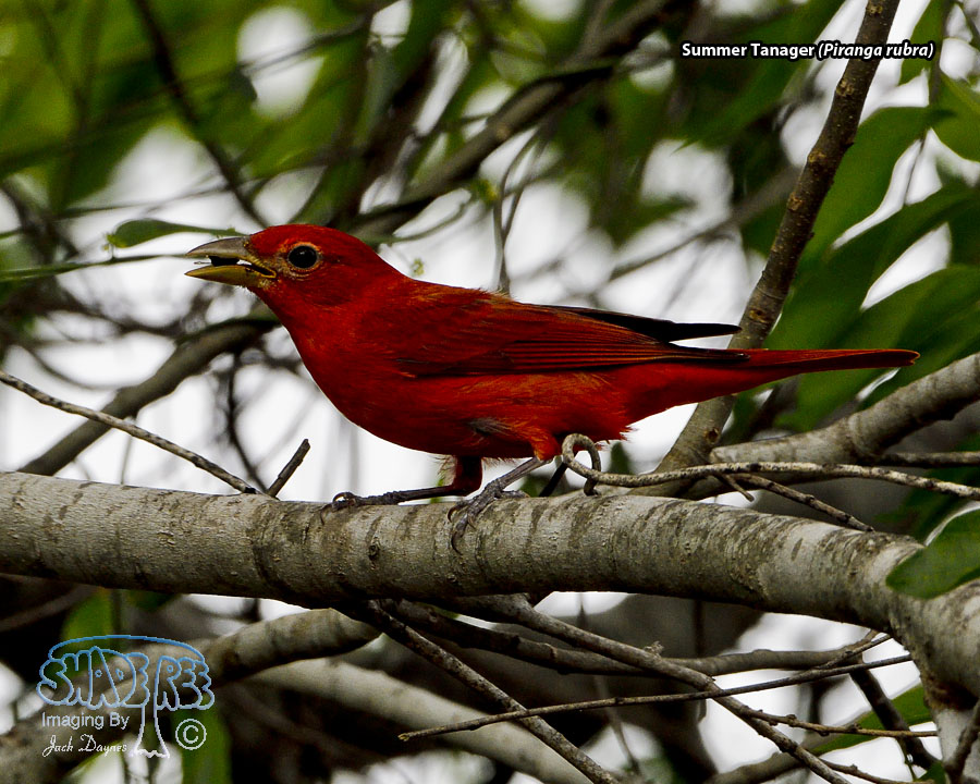 Summer Tanager - Piranga rubra