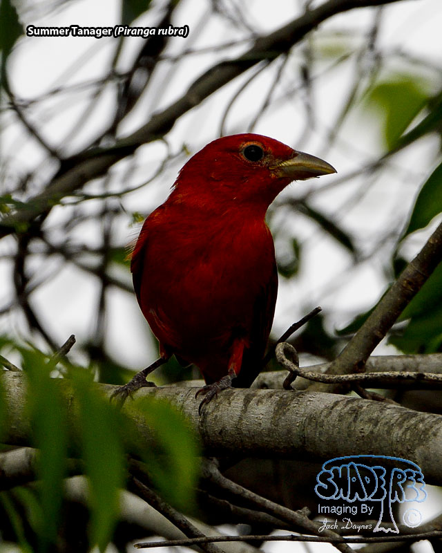 Summer Tanager - Piranga rubra