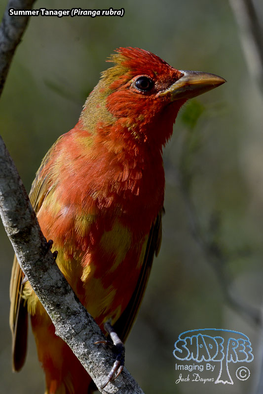 Summer Tanager - Piranga rubra
