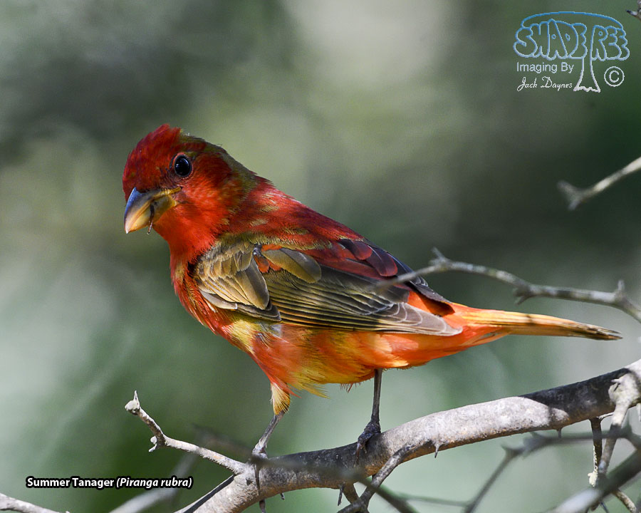 Summer Tanager - Piranga rubra