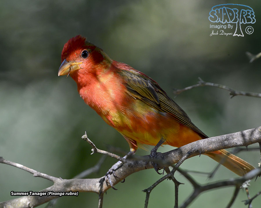 Summer Tanager - Piranga rubra