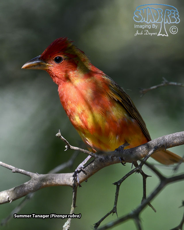Summer Tanager - Piranga rubra