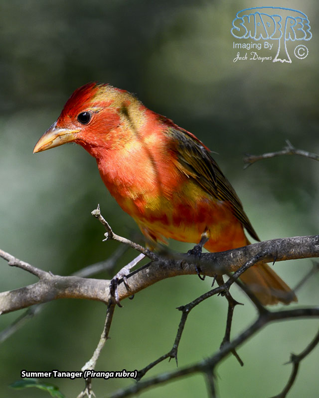 Summer Tanager - Piranga rubra
