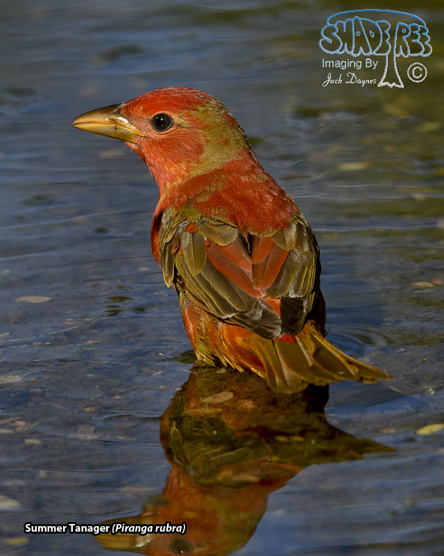 Summer Tanager - Piranga rubra