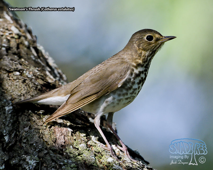 Swainson's Thrush - Catharus ustulatus