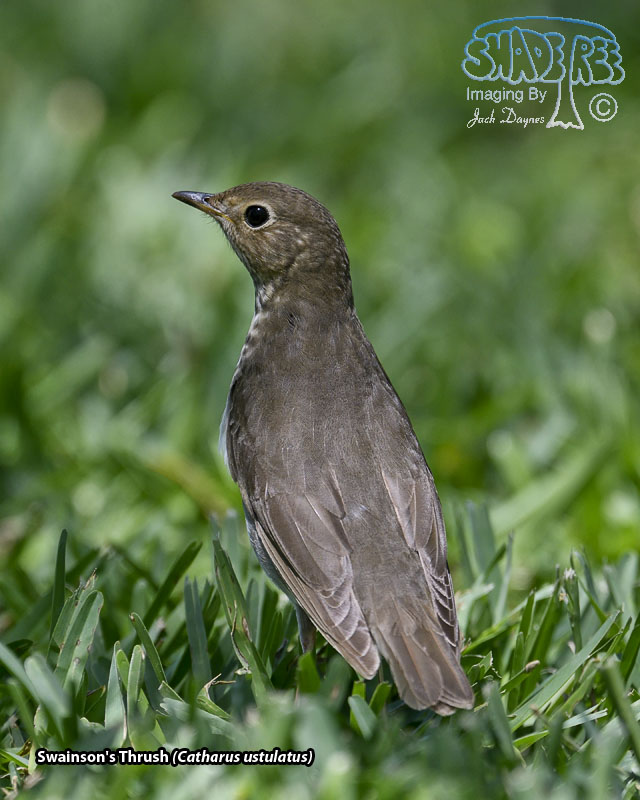 Swainson's Thrush - Catharus ustulatus