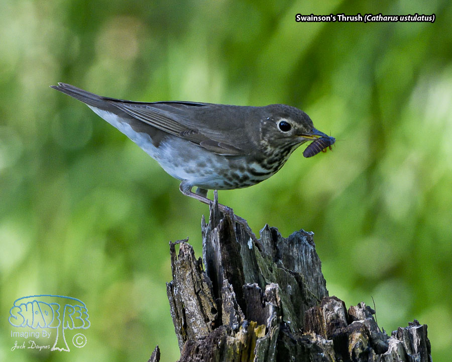 Swainson's Thrush - Catharus ustulatus