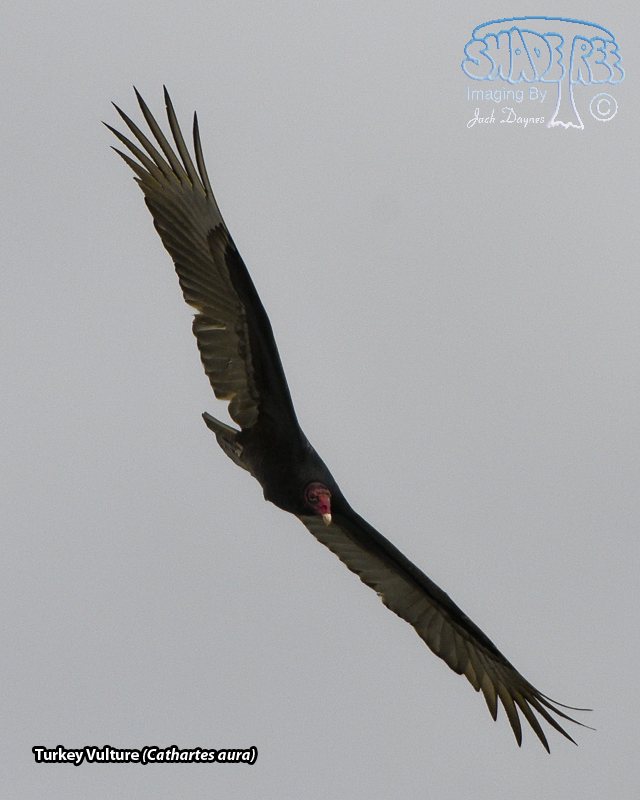 Turkey Vulture - Cathartes aura