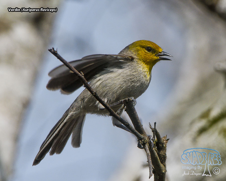 Verdin - Auriparus flaviceps