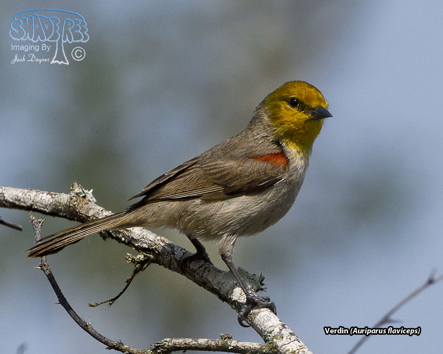 Verdin - Auriparus flaviceps