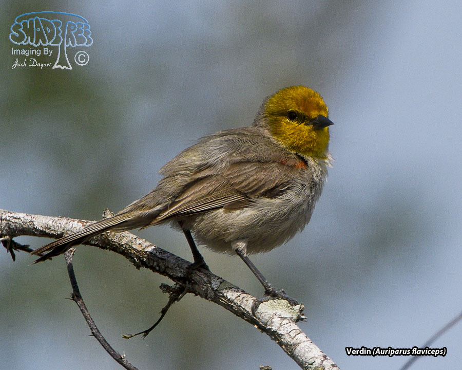 Verdin - Auriparus flaviceps
