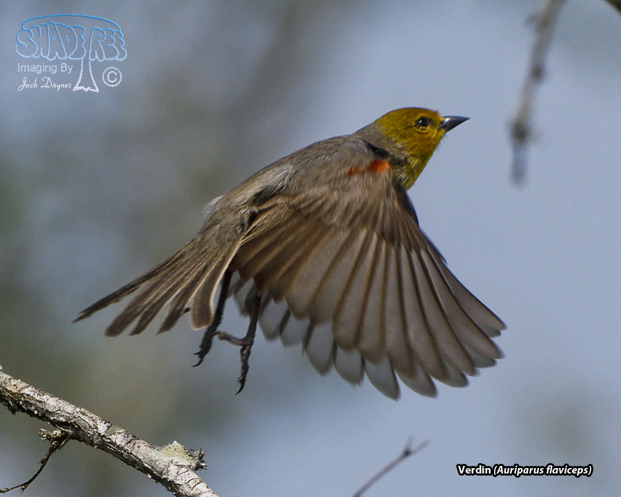 Verdin - Auriparus flaviceps