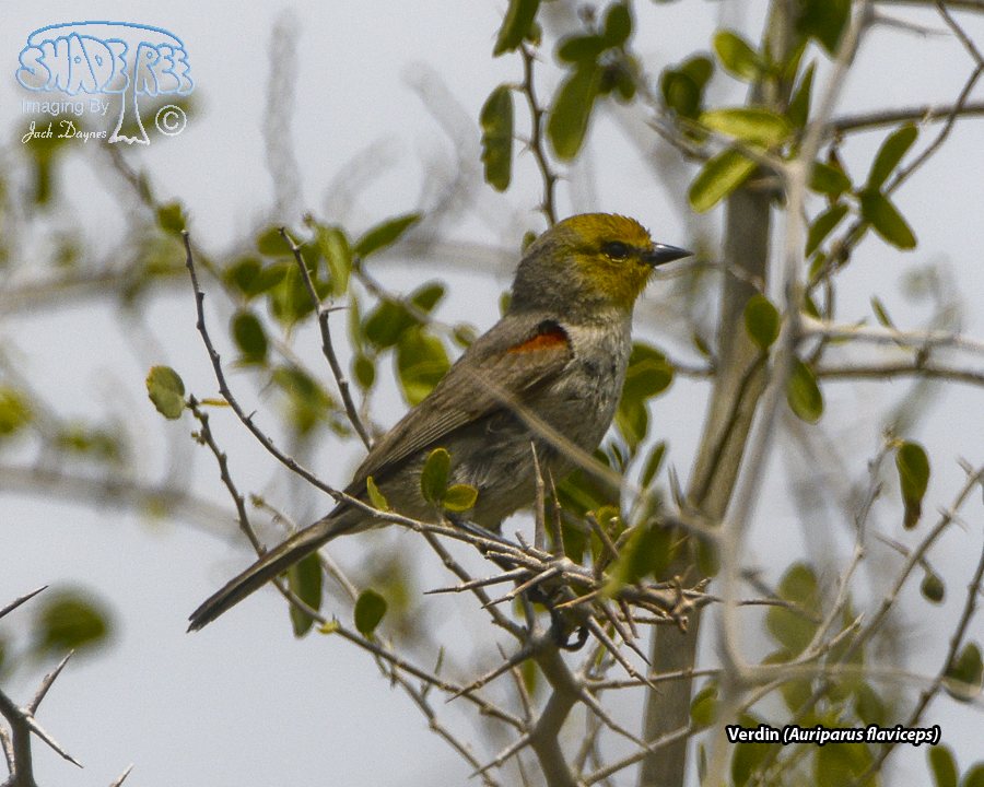 Verdin - Auriparus flaviceps