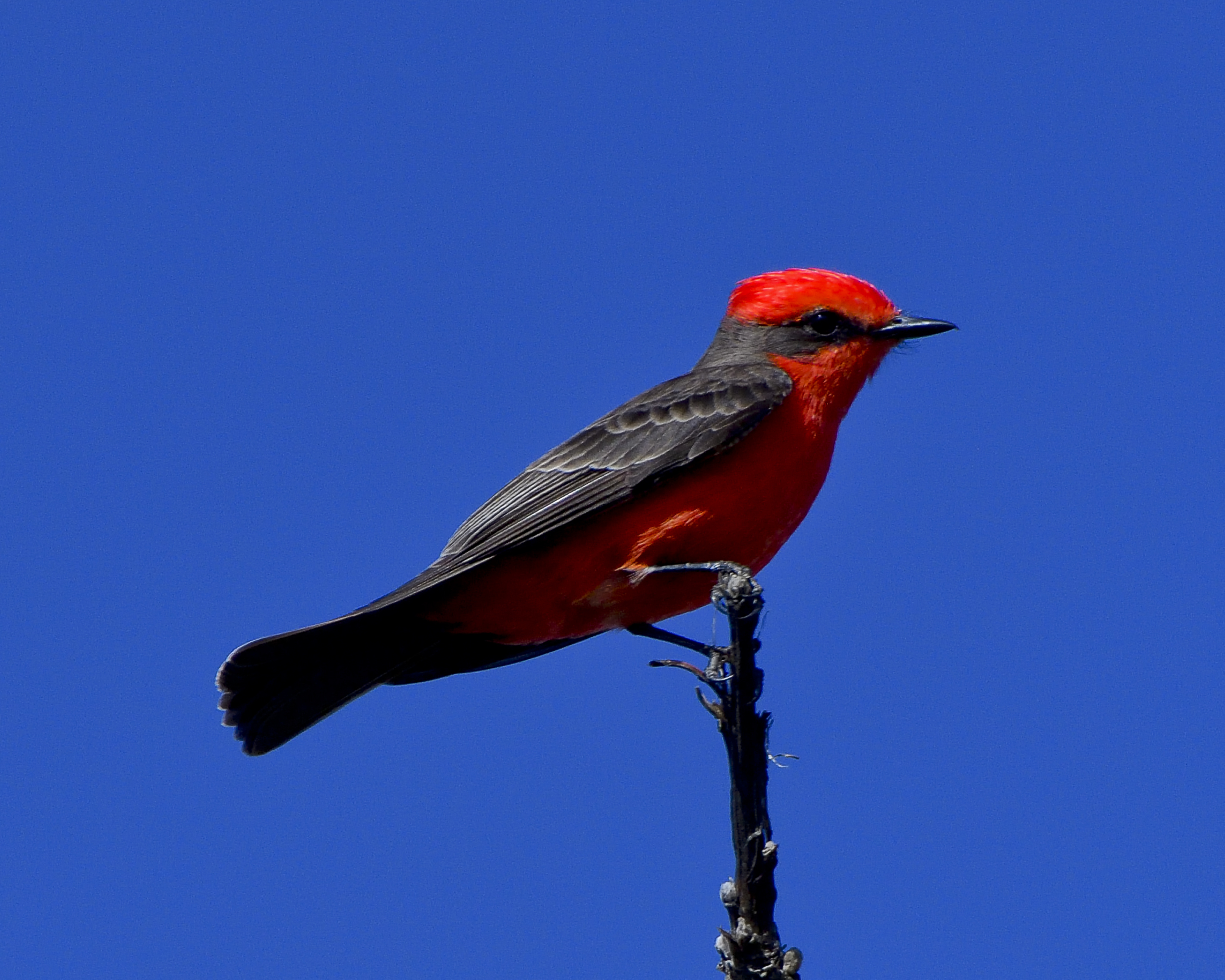 Vermilion Flycatcher - Pyrocephalus rubinus