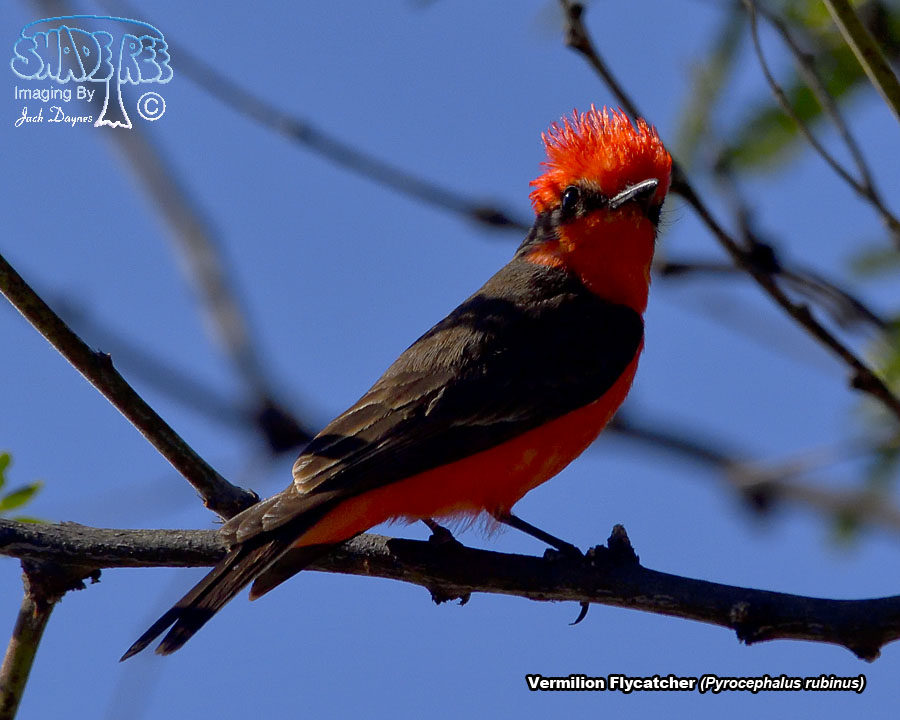 Vermilion Flycatcher - Pyrocephalus rubinus