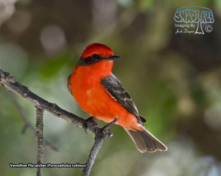 Vermilion Flycatcher - Pyrocephalus rubinus