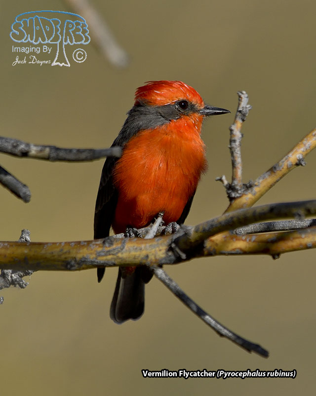 Vermilion Flycatcher - Pyrocephalus rubinus