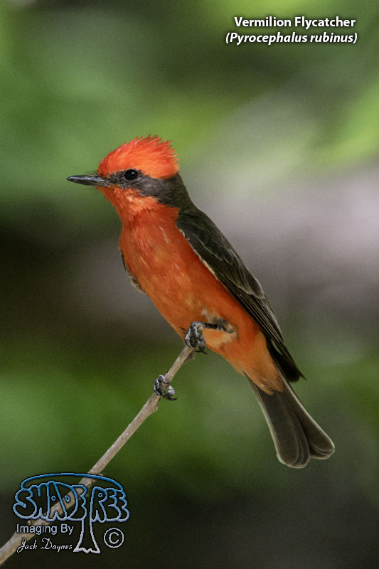 Vermilion Flycatcher - Pyrocephalus rubinus