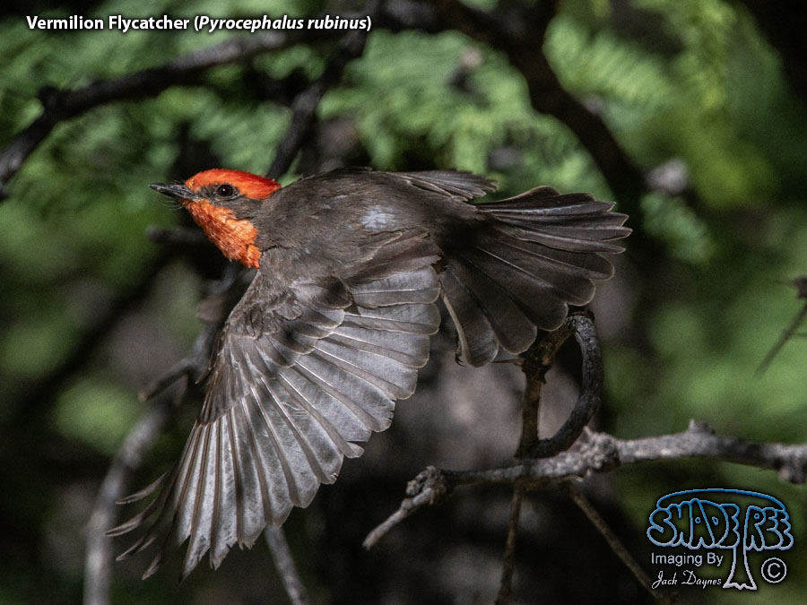 Vermilion Flycatcher - Pyrocephalus rubinus