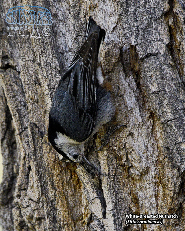 White-Breasted Nuthatch - Sitta carolinensis