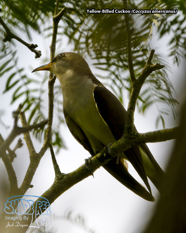 Yellow-Billed Cuckoo - Coccyzus americanus
