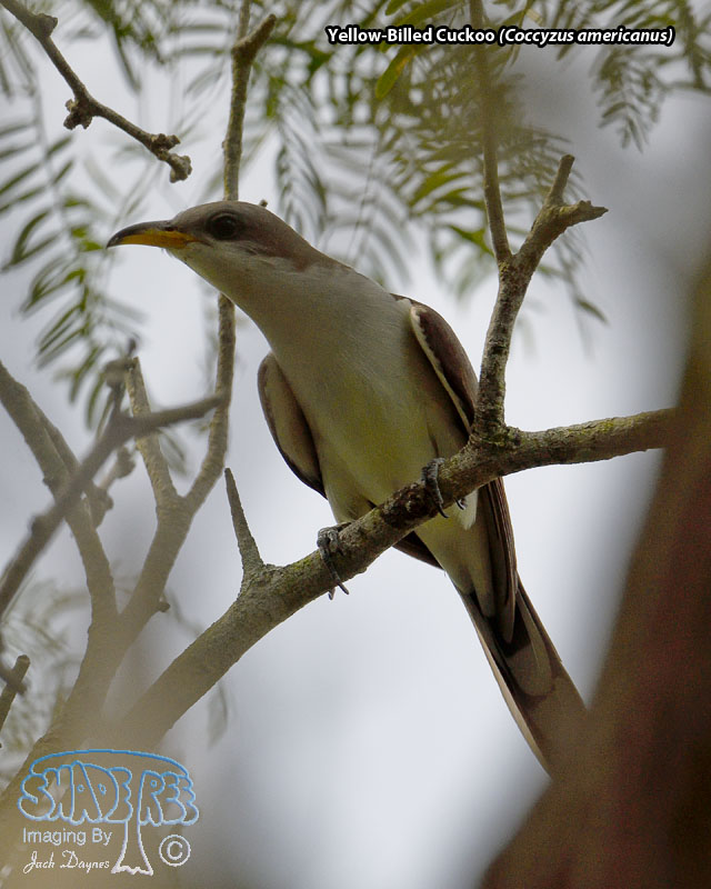 Yellow-Billed Cuckoo - Coccyzus americanus