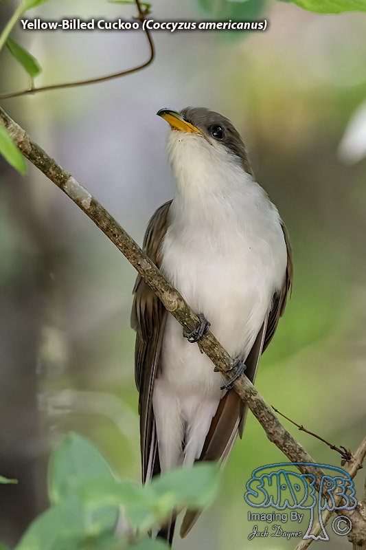 Yellow-Billed Cuckoo - Coccyzus americanus