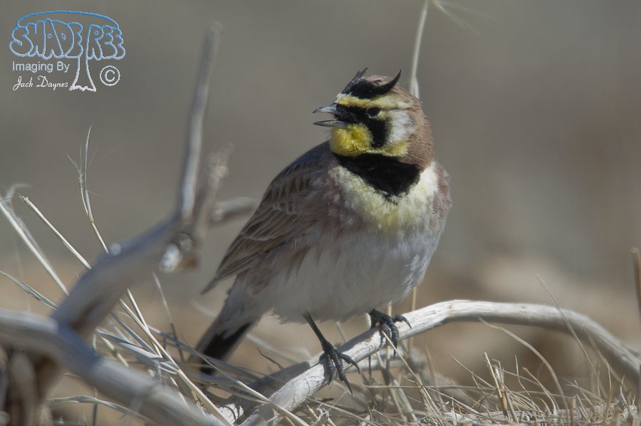 Horned Lark - Eremophila alpestris