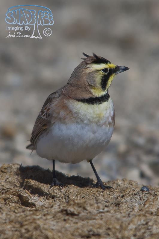 Horned Lark - Eremophila alpestris