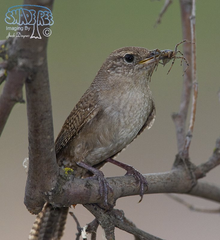 House Wren - Troglodytes aedon