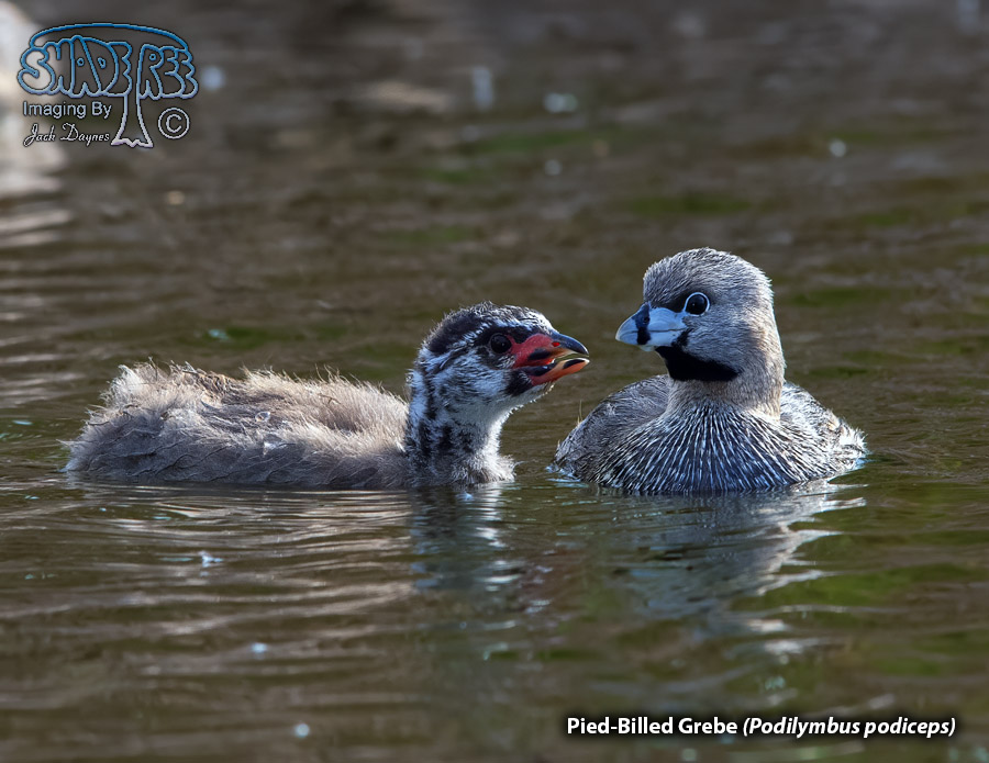 Pied-Billed Grebe - Podilymbus podiceps