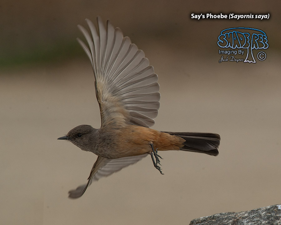 Say's Phoebe - Sayornis saya