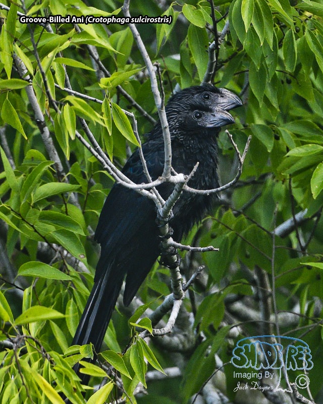 Groove-Billed Ani - Crotophaga sulcirostris