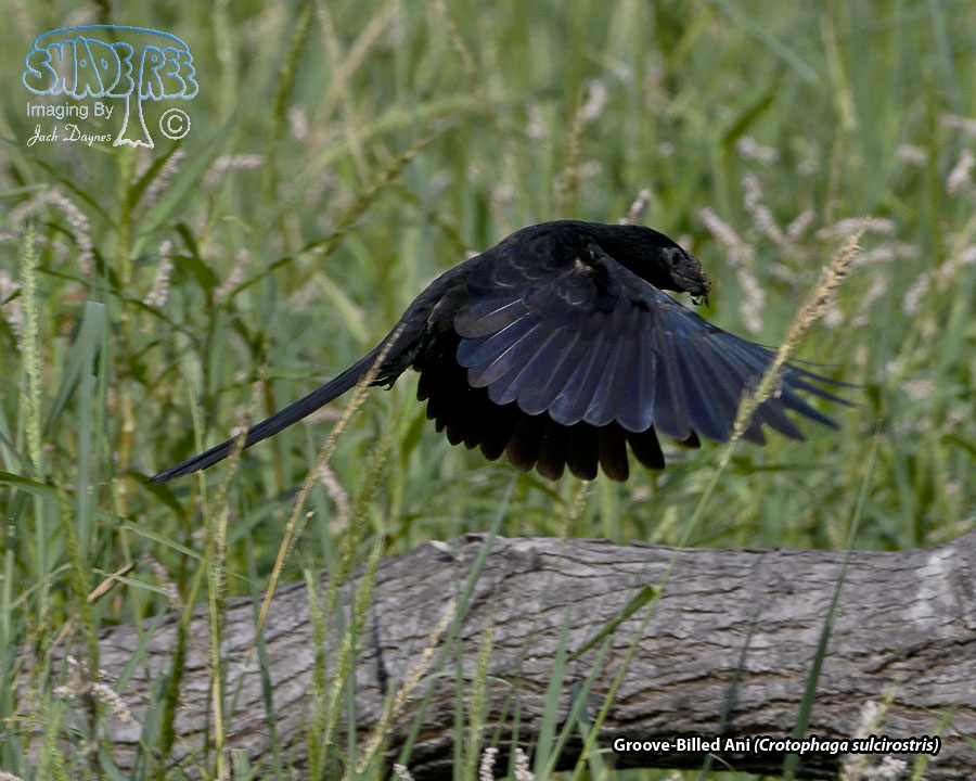 Groove-Billed Ani - Crotophaga sulcirostris