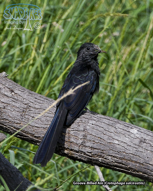 Groove-Billed Ani - Crotophaga sulcirostris