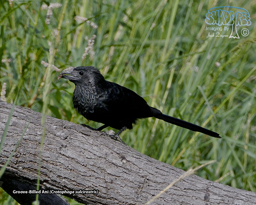 Groove-Billed Ani - Crotophaga sulcirostris