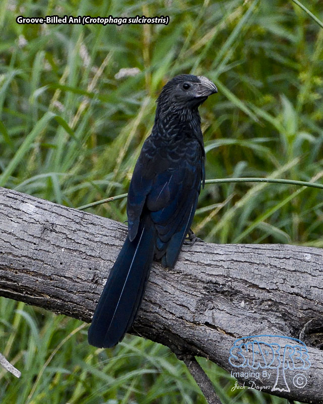 Groove-Billed Ani - Crotophaga sulcirostris