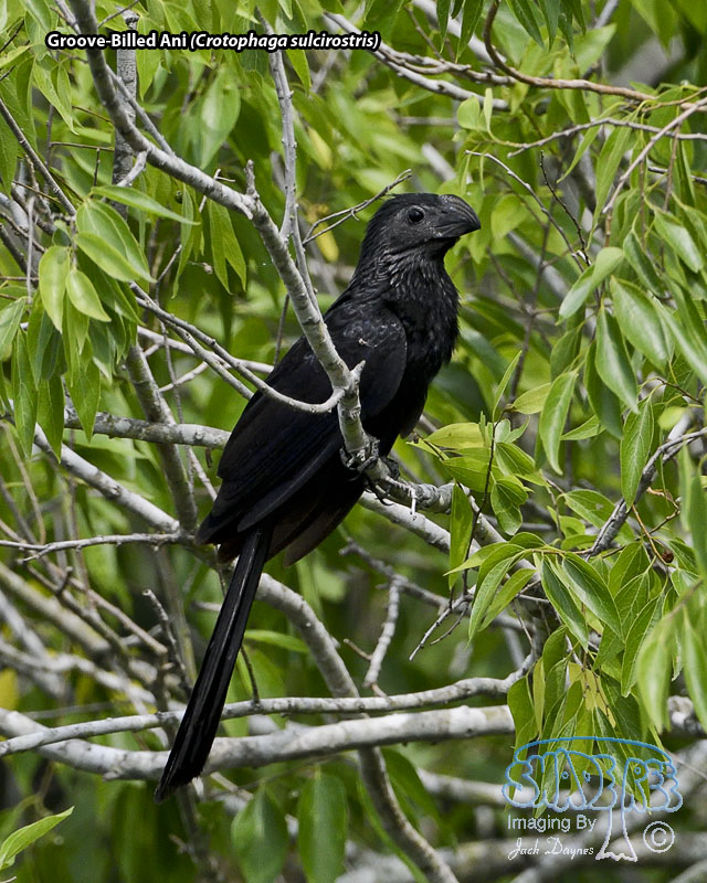 Groove-Billed Ani - Crotophaga sulcirostris