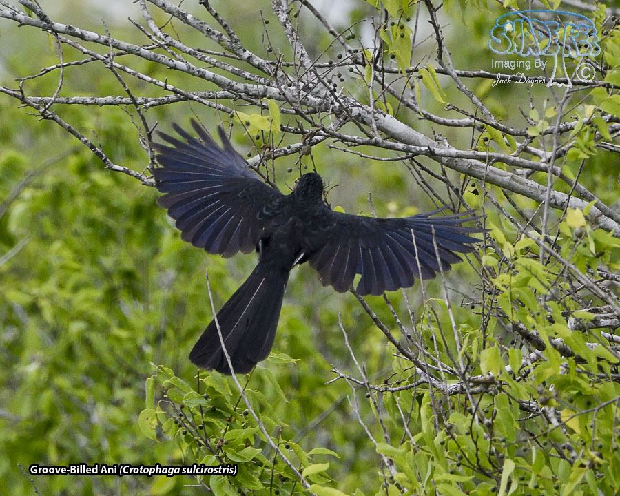Groove-Billed Ani - Crotophaga sulcirostris