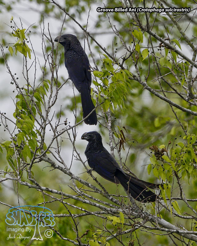 Groove-Billed Ani - Crotophaga sulcirostris