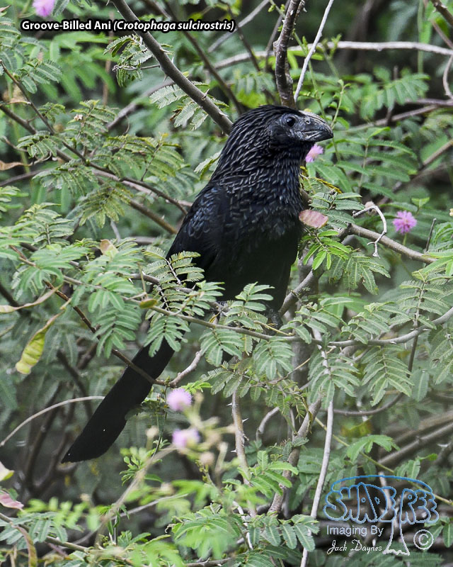 Groove-Billed Ani - Crotophaga sulcirostris